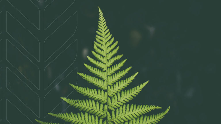 Web Header Beuty