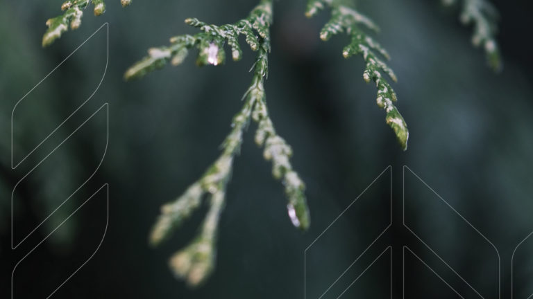 Web Header Landscaping
